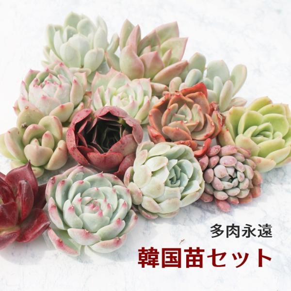 韓国苗 エケベリア おまかせ5種類セット 多肉植物 S〜Mサイズ カット苗や根付き苗 3cmから7cm苗 名前付き 薔薇咲き ロゼット 韓国苗 エケベリア おまかせ5種類セット 多肉植物 S〜Mサイズ カット苗や根付き苗 3cmから7cm苗 名前付き 薔薇咲き ロゼット