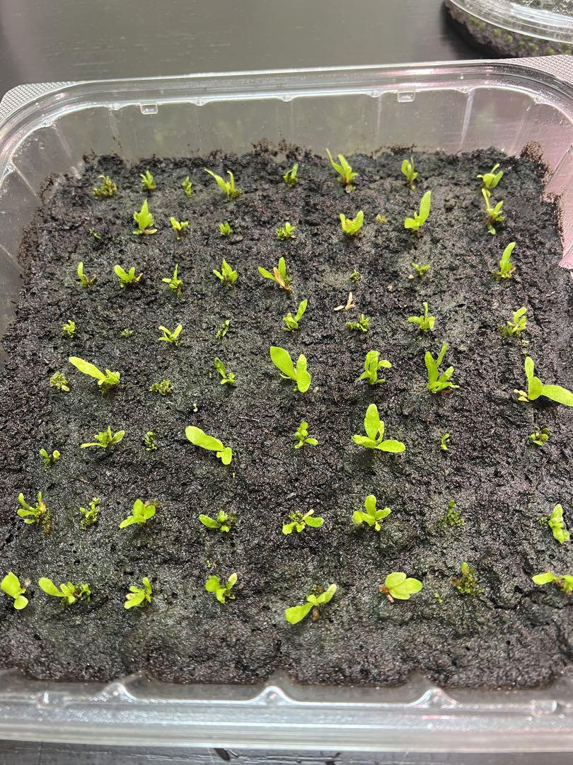 P.willinckii \
